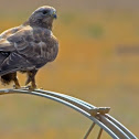 Rough-Legged Hawk