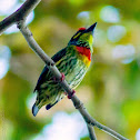 Coppersmith Barbet