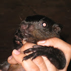 Amazon red squirrel