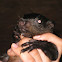 Amazon red squirrel