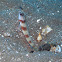 Steinitz´shrimpgoby