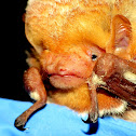 Eastern Red Bat