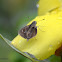 Olive-clouded Skipper