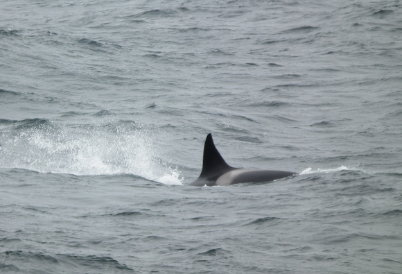Spotting Image 1