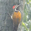 Common Flameback