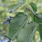 Blue-gray Gnatcatcher