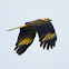 Yellow-headed Caracara,