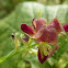 Vetch