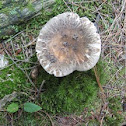 dead deer Russula