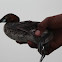 Little Grebe