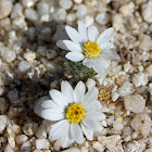 Daisy-Desertstar