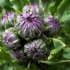 Creeping Thistle