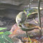 Nashville Warbler