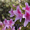 Azalea