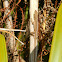 Unknown Anole
