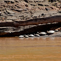 Yellow-spotted Side-necked Turtle