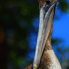 pelican