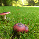 Purple Brittlegill/Zwartpurperen russula