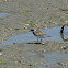 Borrelho-grande-de-coleira (Common ringed plover)