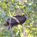 Turkey Vulture