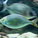Sarpa salpa or Salema porgy