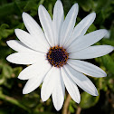 Daisy