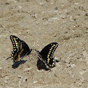 Eastern Black Swallowtail Butterfly