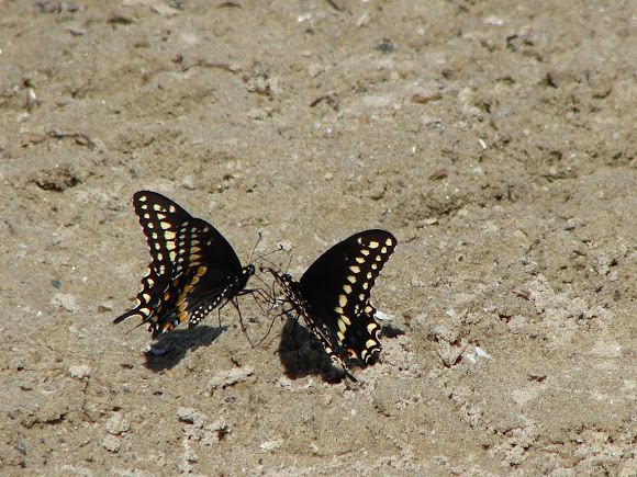 Spotting Image 1