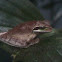 Masked Tree Frog