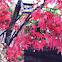 Japanese Maple