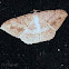 Unknown Moth