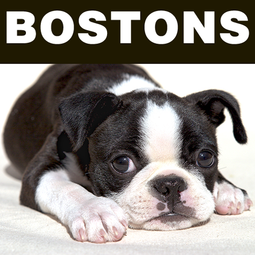 Boston Terriers and Rescue LOGO-APP點子