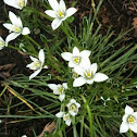 Lily like flower