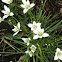 Lily like flower