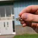 Two-striped grasshopper