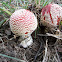 Amanita