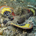 Spiny Devilfish