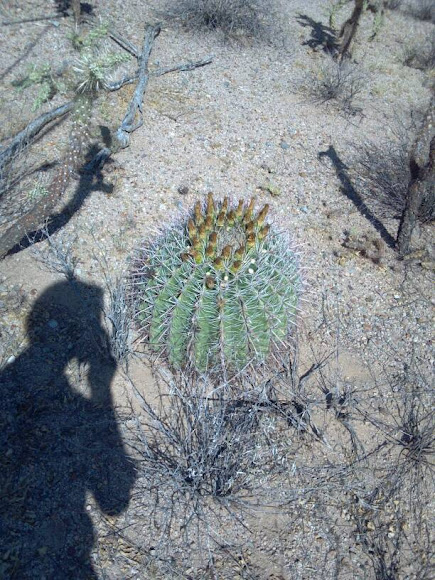 Spotting Image 1