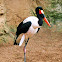 Saddle Billed or Painted Stork