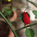 The Red Net-winged Beetle
