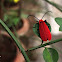 The Red Net-winged Beetle