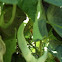 Green beans
