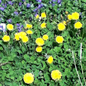 dandelion