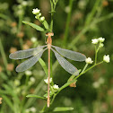 Damselfly