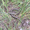 Glass lizard