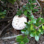 Green Gill Mushroom