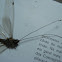 Neuroptera