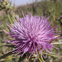 Silybum marianum