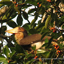 Helmeted hornbill