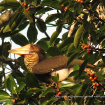 Rangkong Indonesia - Hornbills of Indonesia
